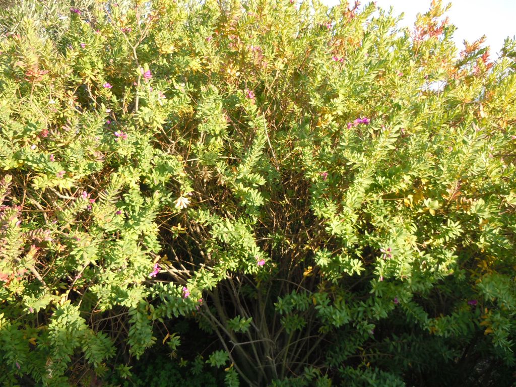 Polygala myrtifolia